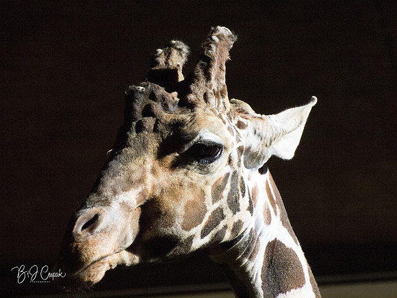 Animals (20)