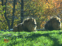 Animals (15)