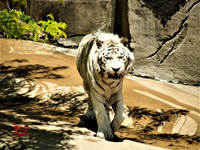 Animals (10)