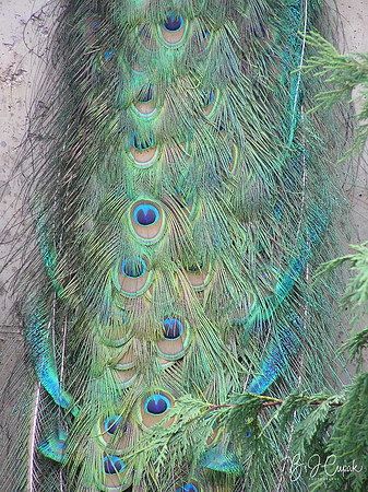 Animals (37)