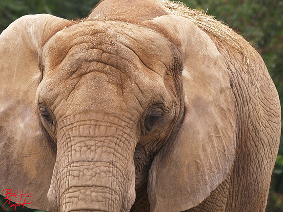 Animals (28)