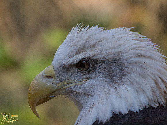 Animals (23)