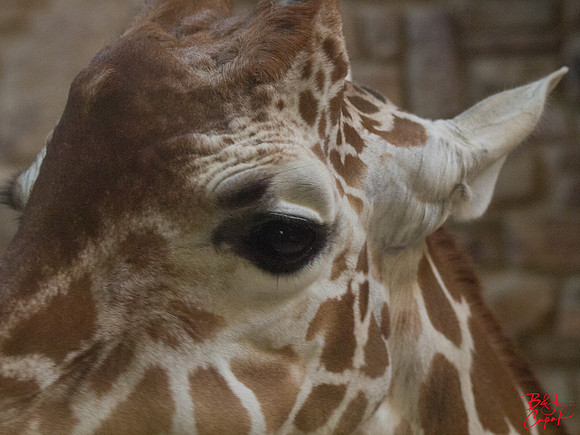 Animals (34)