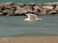 Erie, PA (12)