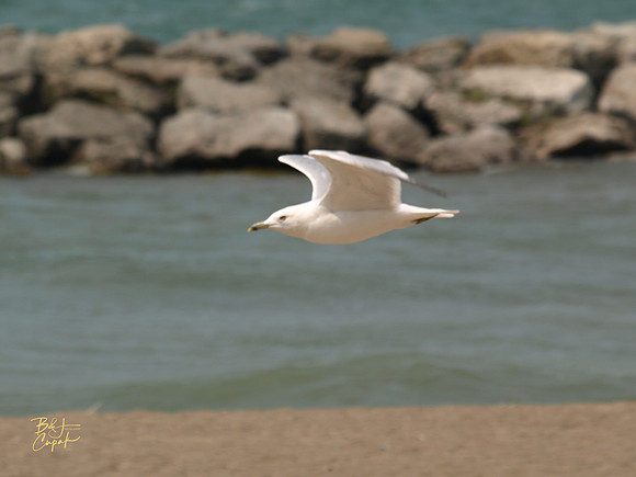Erie, PA (12)