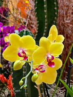 Cleveland Orchids 2026 (1)