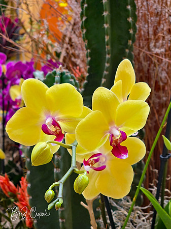 Cleveland Orchids 2026 (1)