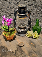 Cleveland Orchids 2026 (4)