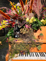 Cleveland Orchids 2026 (2)