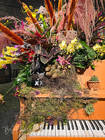 Cleveland Orchids 2026 (2)