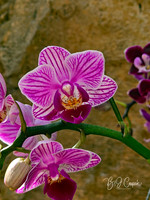 Cleveland Orchids 2026 (6)