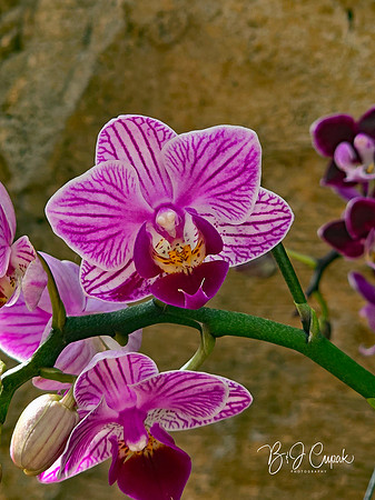 Cleveland Orchids 2026 (6)
