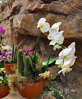 Cleveland Orchids 2026 (7)