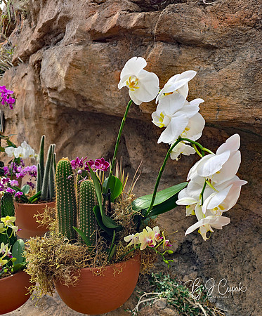 Cleveland Orchids 2026 (7)