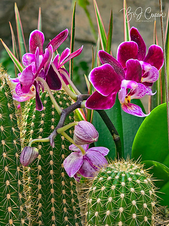Cleveland Orchids 2026 (8)