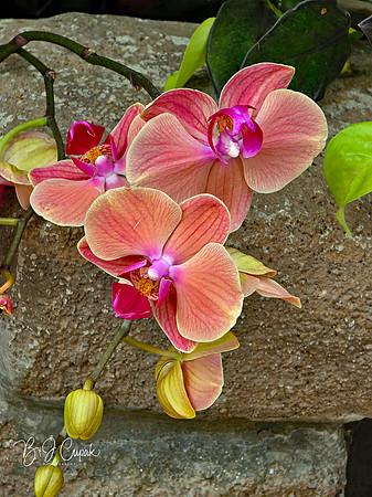 Cleveland Orchids 2026 (9)