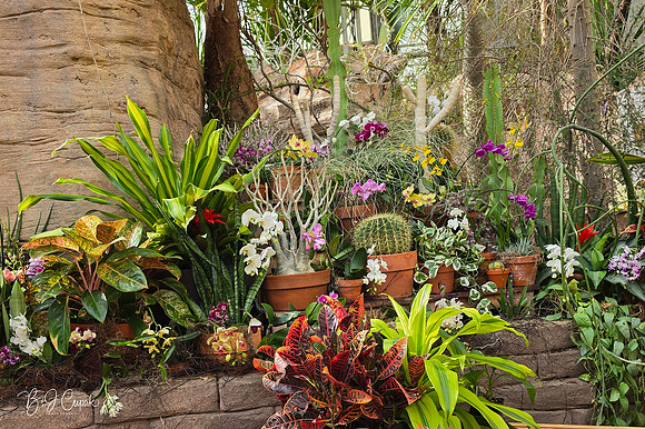 Cleveland Orchids 2026 (10)