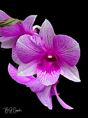 Cleveland Orchids 2026 (13)
