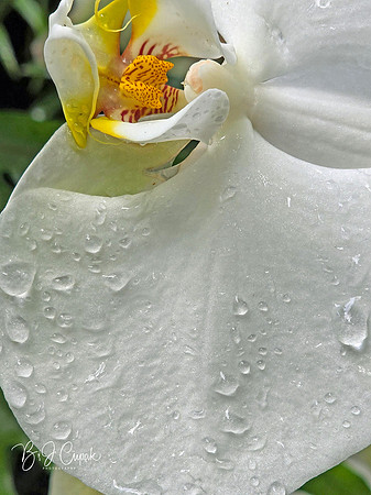 Cleveland Orchids 2026 (12)
