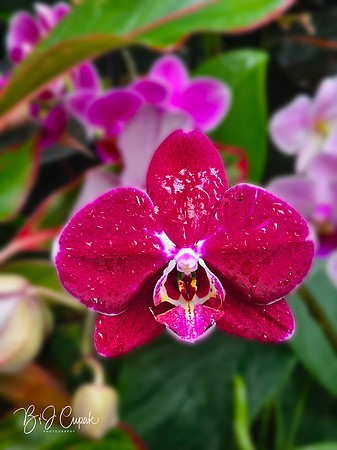 Cleveland Orchids 2026 (14)