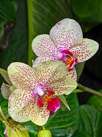Cleveland Orchids 2026 (11)