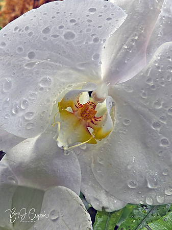 Cleveland Orchids 2026 (15)