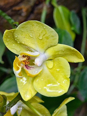 Cleveland Orchids 2026 (16)