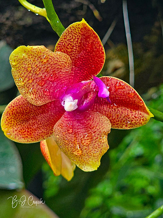 Cleveland Orchids 2026 (17)