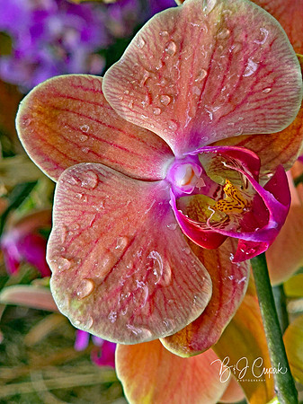 Cleveland Orchids 2026 (18)