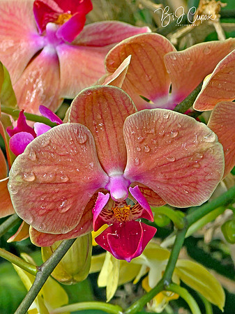 Cleveland Orchids 2026 (20)