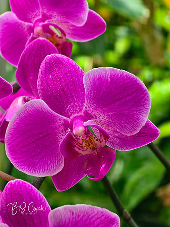 Cleveland Orchids 2026 (22)