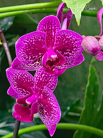 Cleveland Orchids 2026 (23)