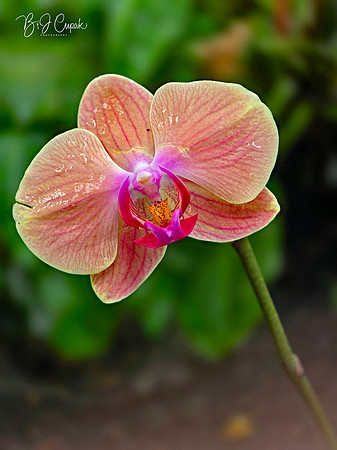 Cleveland Orchids 2026 (24)