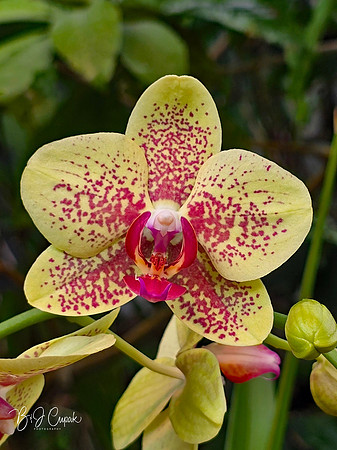 Cleveland Orchids 2026 (28)