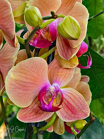 Cleveland Orchids 2026 (25)