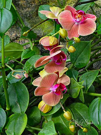 Cleveland Orchids 2026 (26)