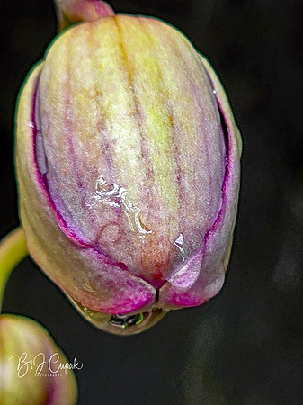 Cleveland Orchids 2026 (29)