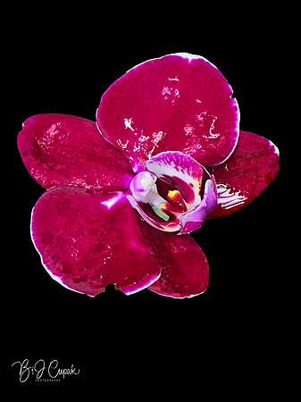 Cleveland Orchids 2026 (31)