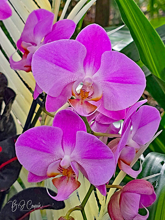 Cleveland Orchids 2026 (30)