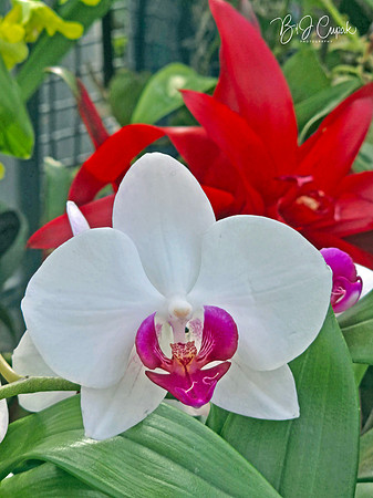 Cleveland Orchids 2026 (35)