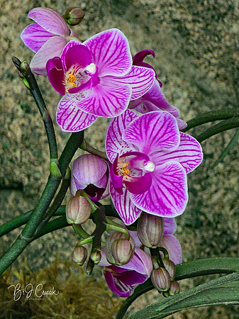 Cleveland Orchids 2026 (32)