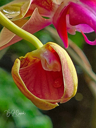 Cleveland Orchids 2026 (33)
