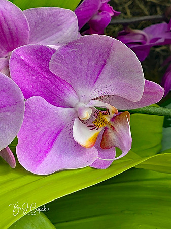 Cleveland Orchids 2026 (36)