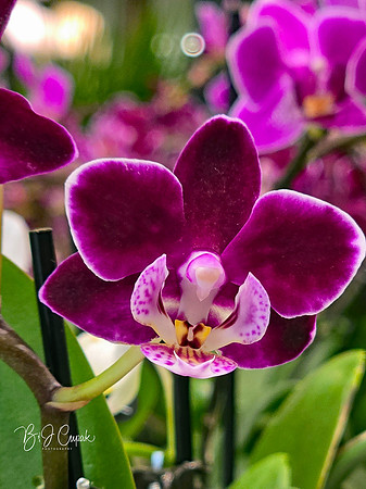 Cleveland Orchids 2026 (39)