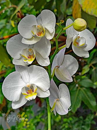 Cleveland Orchids 2026 (37)