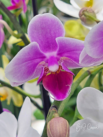Cleveland Orchids 2026 (40)