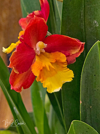 Cleveland Orchids 2026 (41)