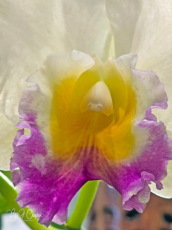 Cleveland Orchids 2026 (42)