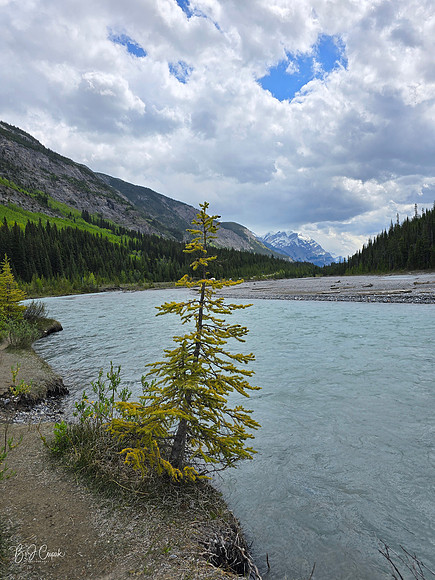 Jasper (4)-1