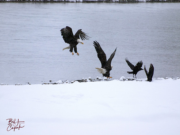 Alaskan Bald Eagles (10)